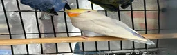 Lovebirds birds for sale: Pale Fallow Lovebirds  - Advert 9