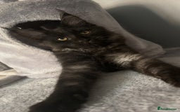 Maine Coon cats for sale: black smoke female  - Image 13