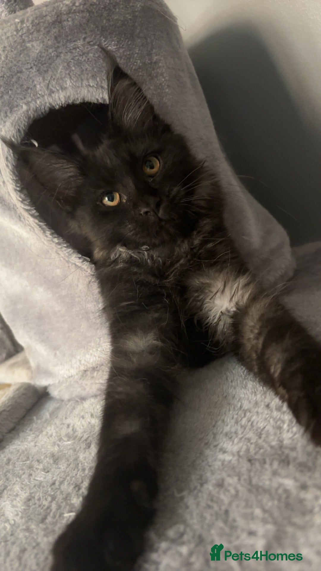 Maine Coon cats for sale: black smoke female  - Image 13