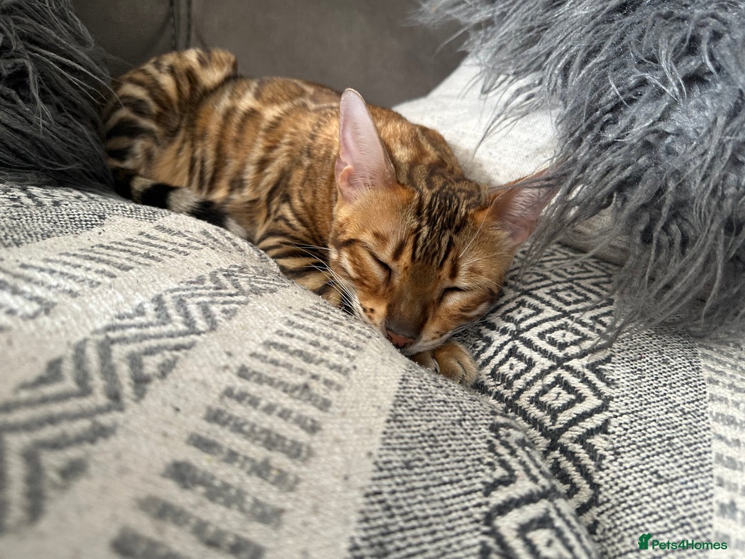 Bengal cats for sale: Beautiful TICA Registered Active Bengal female cat - Image 13