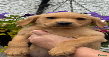 Labrador Retriever dogs in Lanark - Advert 6