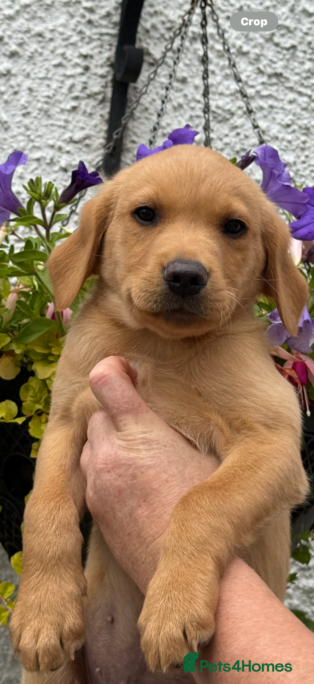 Labrador Retriever dogs for sale: READY NOW Cracking Labradors Retrievers  in Lanark - Image 3