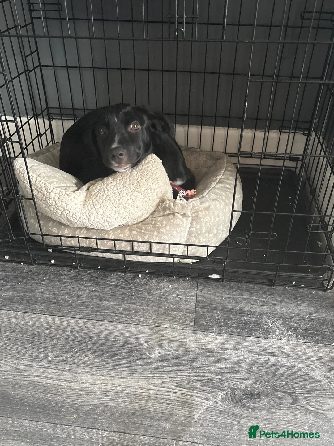 Mixed Breed dogs for sale: Dog for sale  - Advert 2