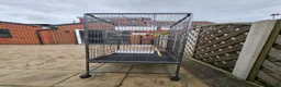 Parrots birds for sale: Green Indian Ring Neck Parrot - Male - parrot/cage - Advert 3