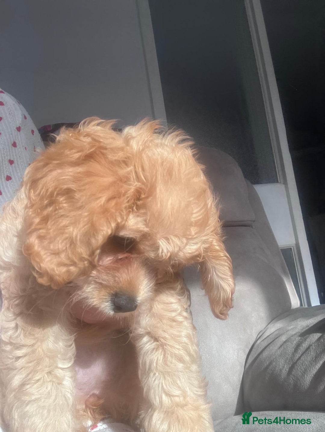 Cockapoo dogs for sale: Beautiful Cockerpoo puppy  - Advert 5