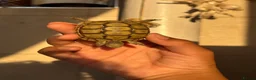 Tortoise reptiles for sale: Baby Greek tortoise - Advert 8