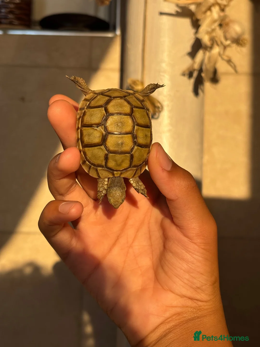 Tortoise reptiles for sale: Baby Greek tortoise - Advert 8
