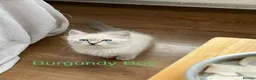 Siberian cats for sale: Amazing Siberian Neva Masquerade/Ragdoll kittens  - Advert 14