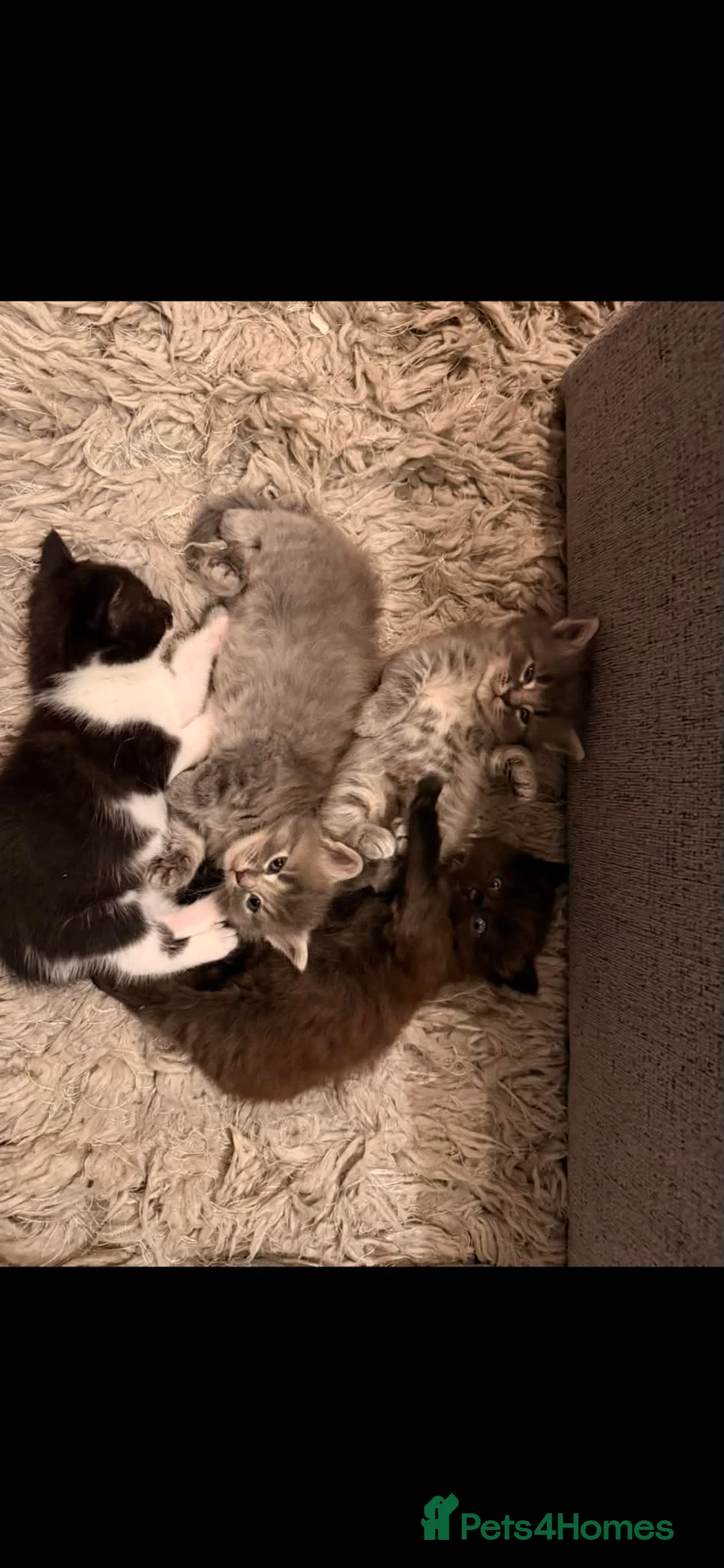 British Shorthair cats for sale: Beautiful kittens  in Beccles - Advert 2