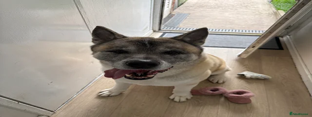 Donnie