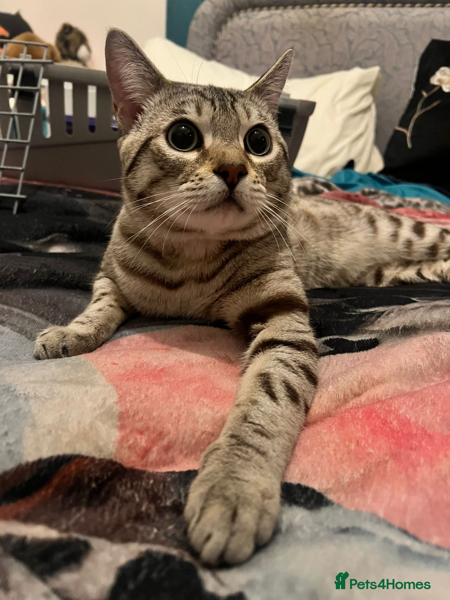 Bengal cats for sale: Snow Bengal cat for sale - Advert 6