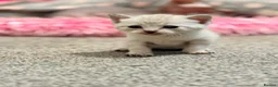 Sphynx cats for sale: Stunning litter of Sphynx kittens (hairless & fur) - Advert 17