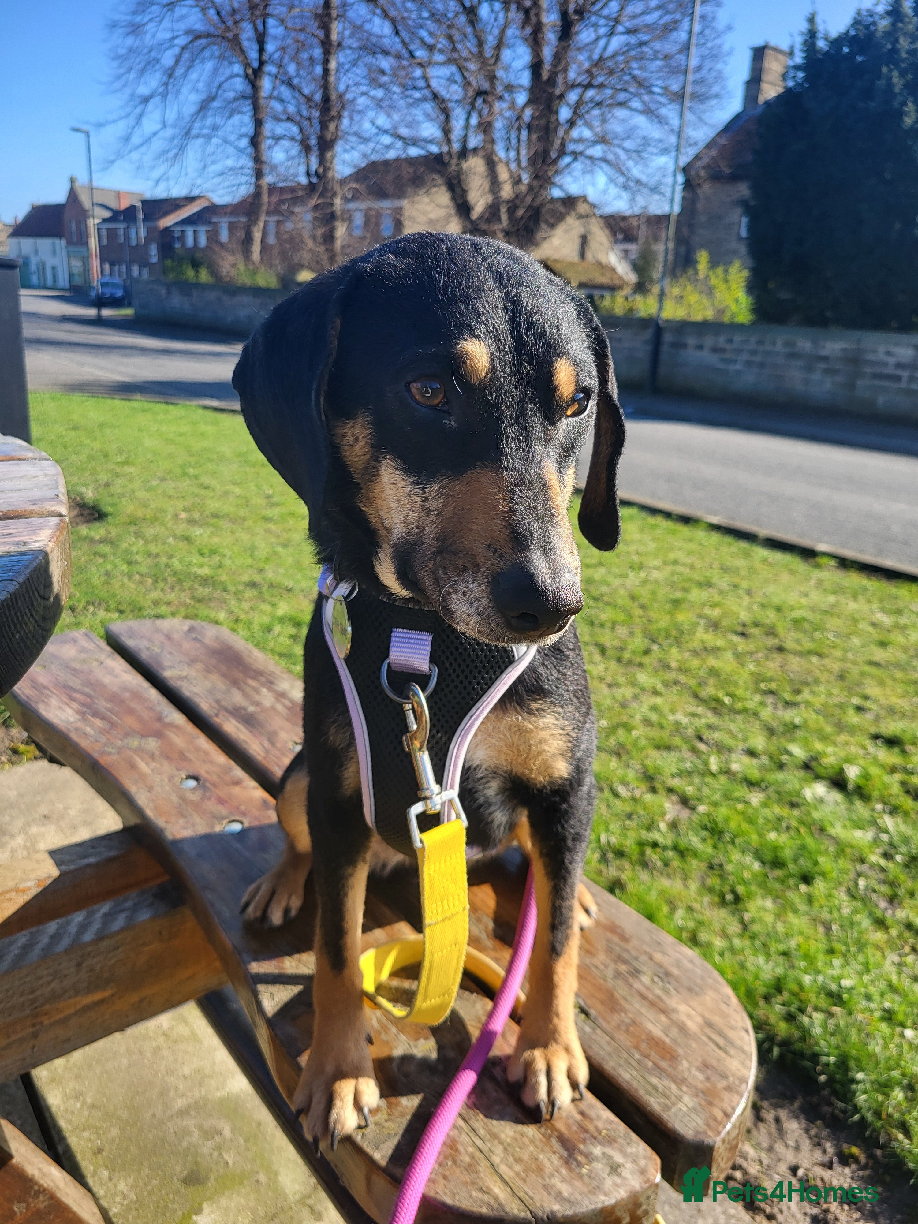 Mixed Breed dogs BRONTE 18 MONTHS 9KG - Advert 3