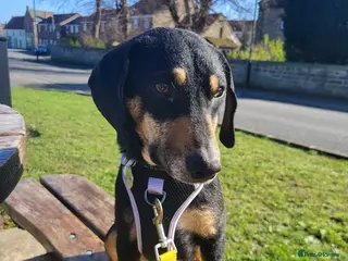 Mixed Breed dogs BRONTE 18 MONTHS 9KG - Advert 3