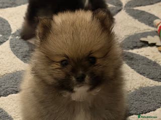 Pomeranian dogs BROWN, BLACK AND WHITE MIX BOY - Advert 3