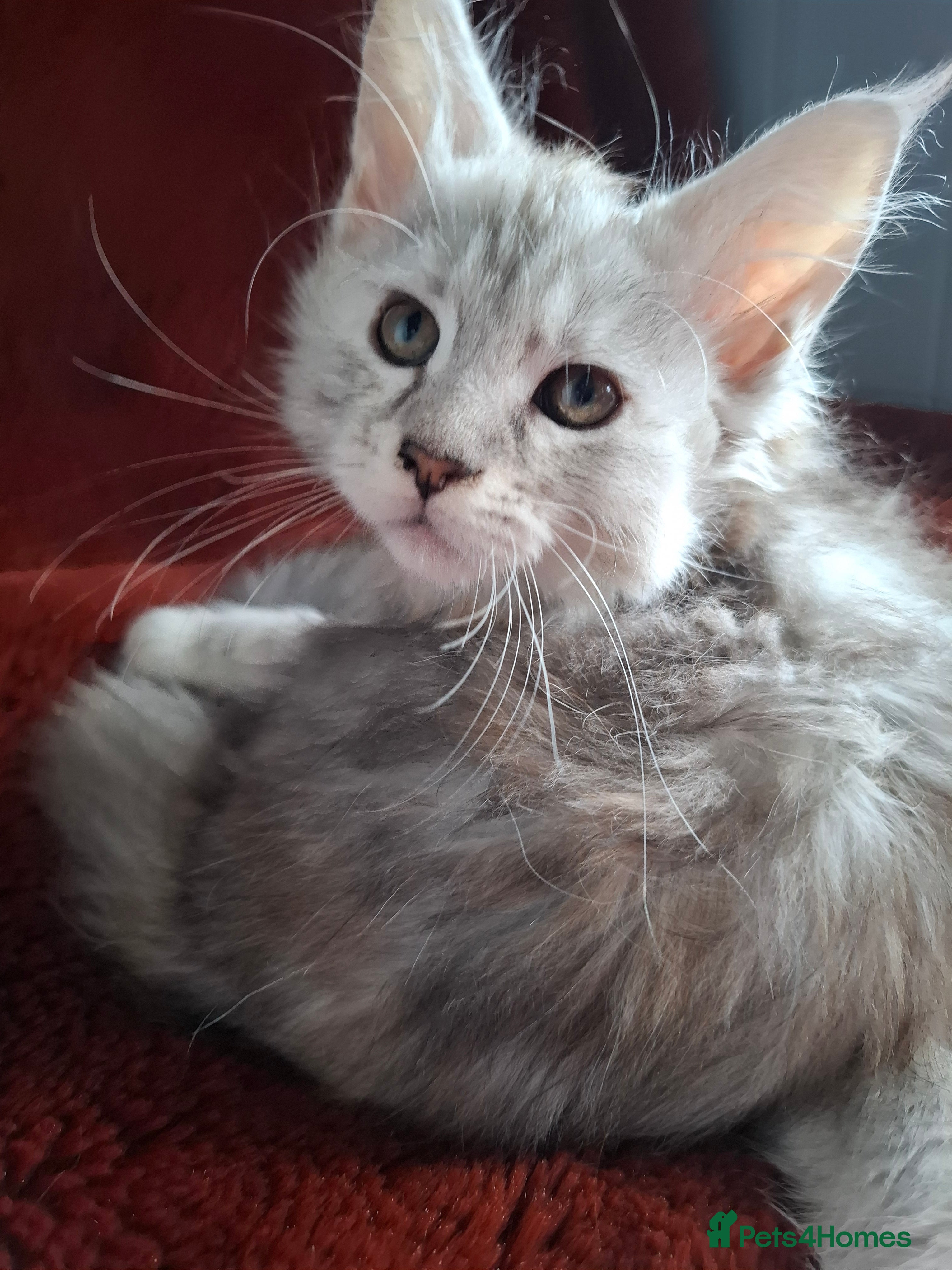 Maine Coon cats Tica Registered Maine Coon Kittens - Advert 5