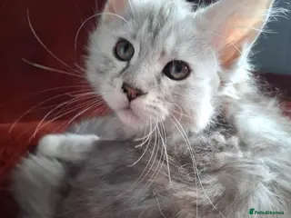 Maine Coon cats Tica Registered Maine Coon Kittens - Advert 5