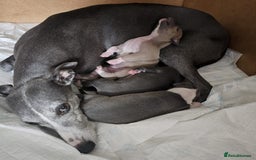 Whippet dogs for sale: Kc pedigree female whippet puppy  - Image 6