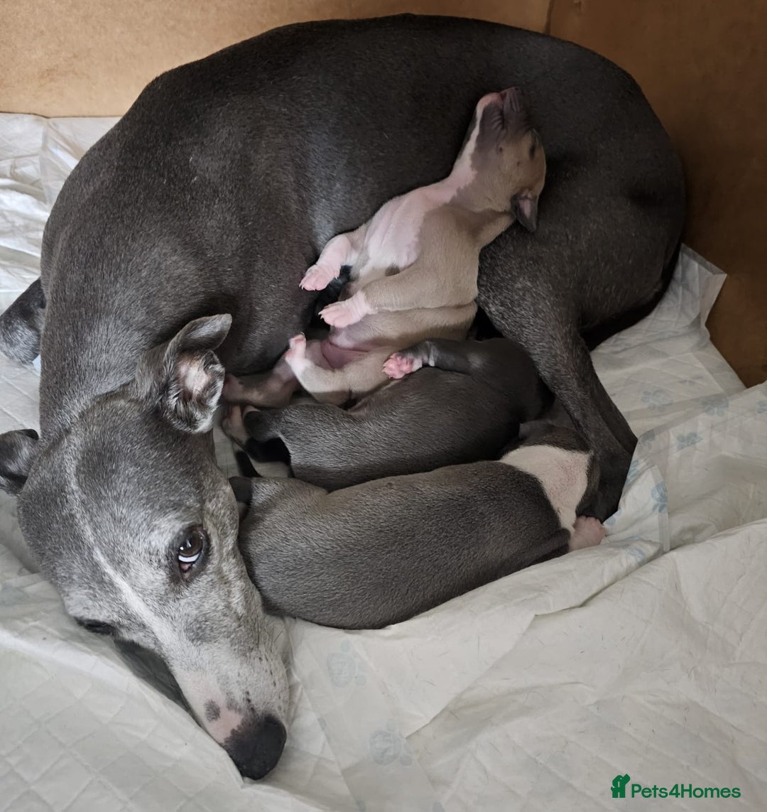 Whippet dogs for sale: Kc pedigree female whippet puppy  - Image 6