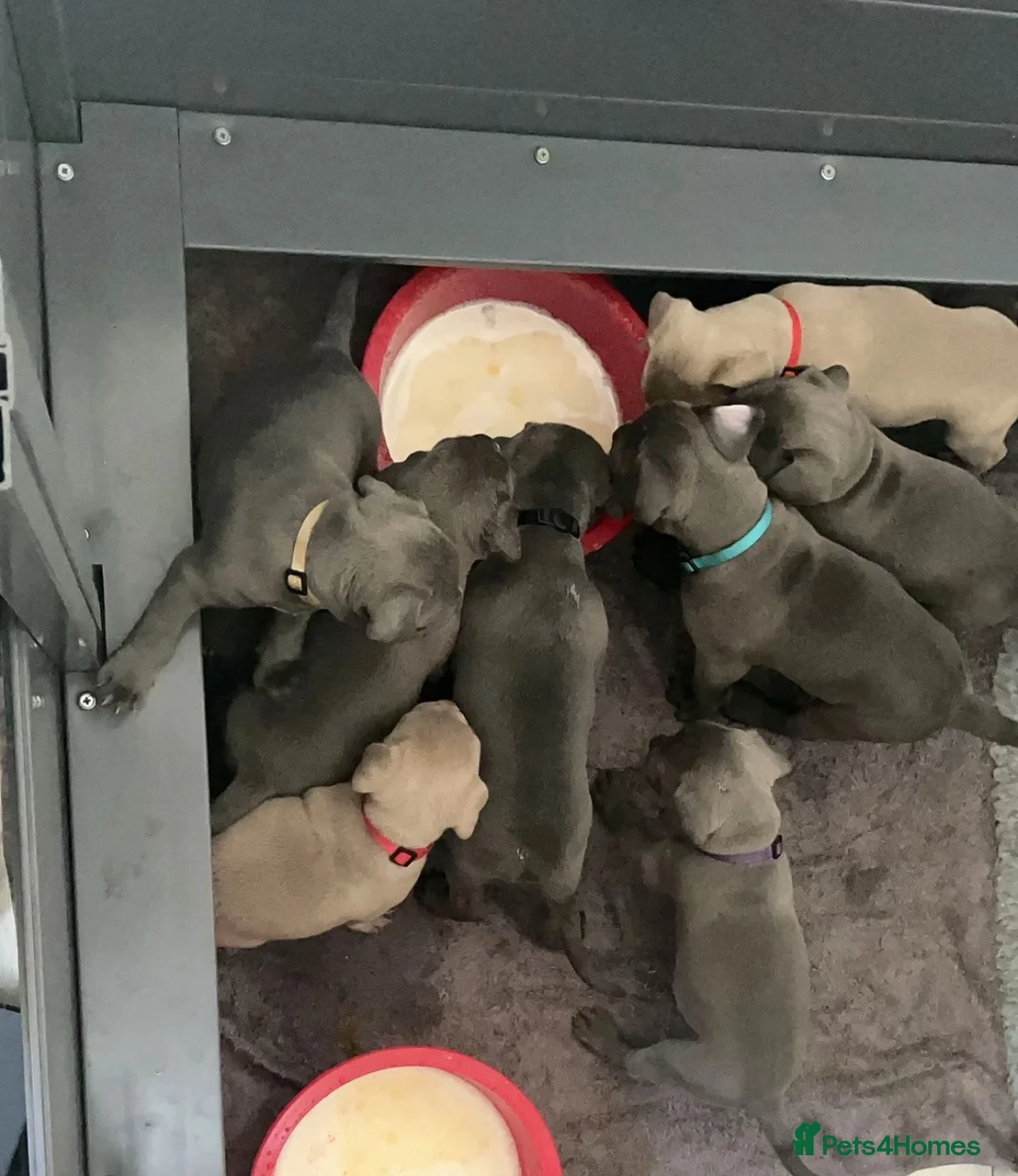 Cane Corso dogs for sale: 🐾LAST 6 CANE CORSO PUPPIES (5 BOYS & 1 GIRLS !!) - Advert 3