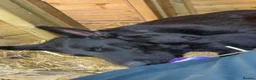 German Shepherd dogs for sale: 14 week old Female Black puppy - Advert 7
