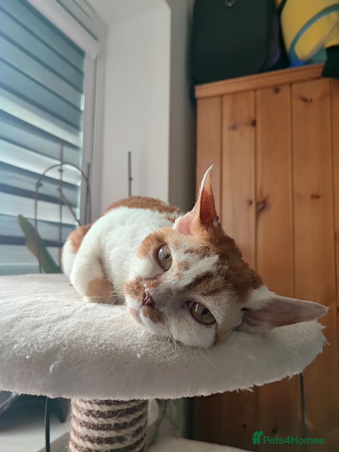 Devon Rex cats for stud: Beautiful boy in Corby - Advert 3