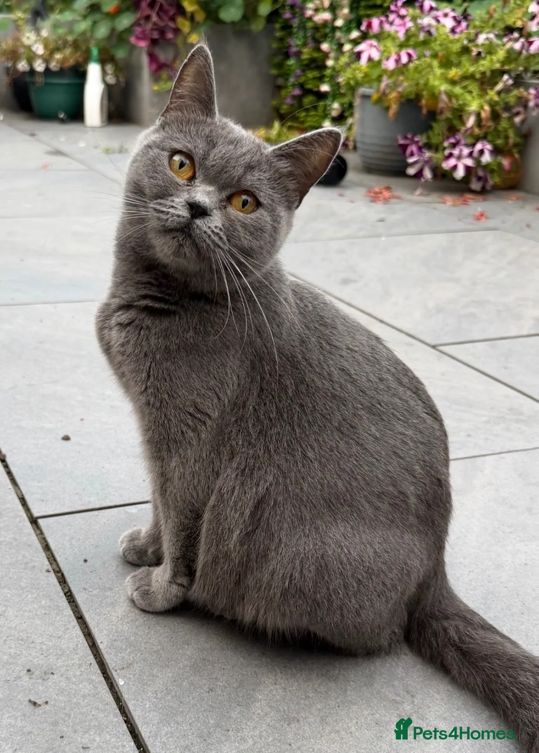 British Shorthair cats for sale: British shorthair  - Advert 2