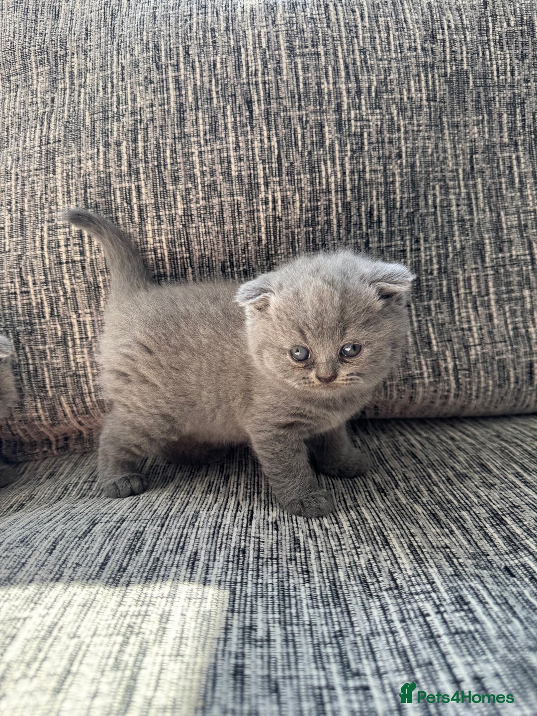 Scottish Fold cats for sale: Beautiful TICA reg Scottish Fold/Straight Kittens  - Image 19