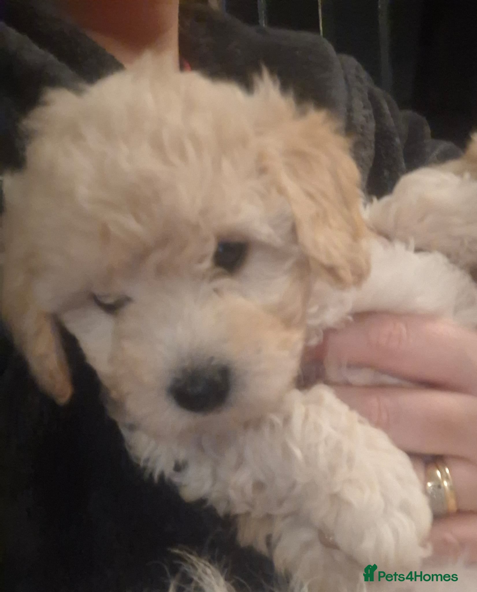 Poochon dogs Female poochon forsale - Advert 2