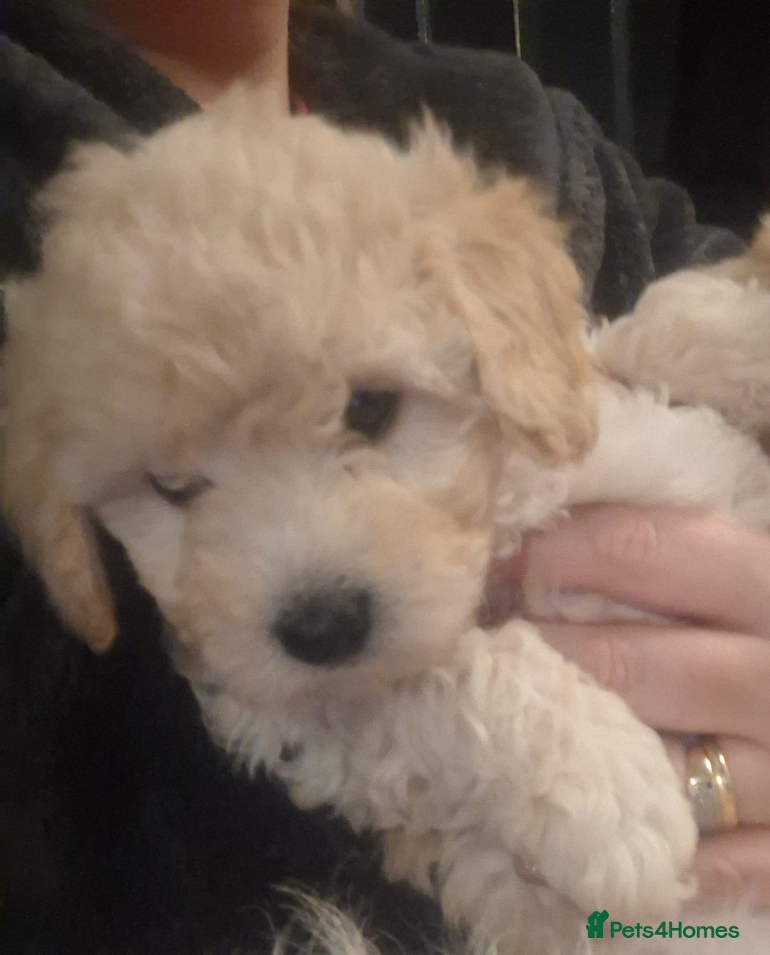 Poochon dogs for sale: Female poochon forsale - Advert 1