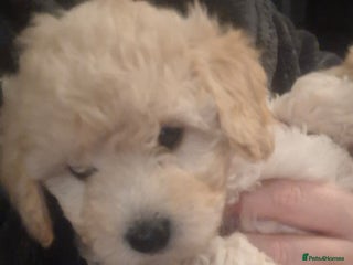 Poochon dogs Female poochon forsale - Advert 1