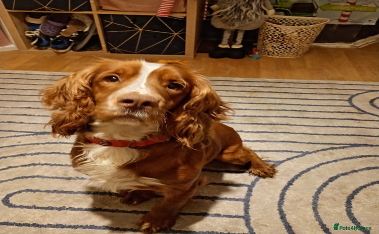 English Springer Spaniel dogs 6 beautiful springer pups - Advert 18