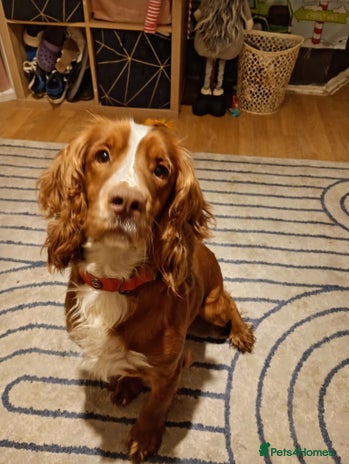 English Springer Spaniel dogs 6 beautiful springer pups - Advert 18