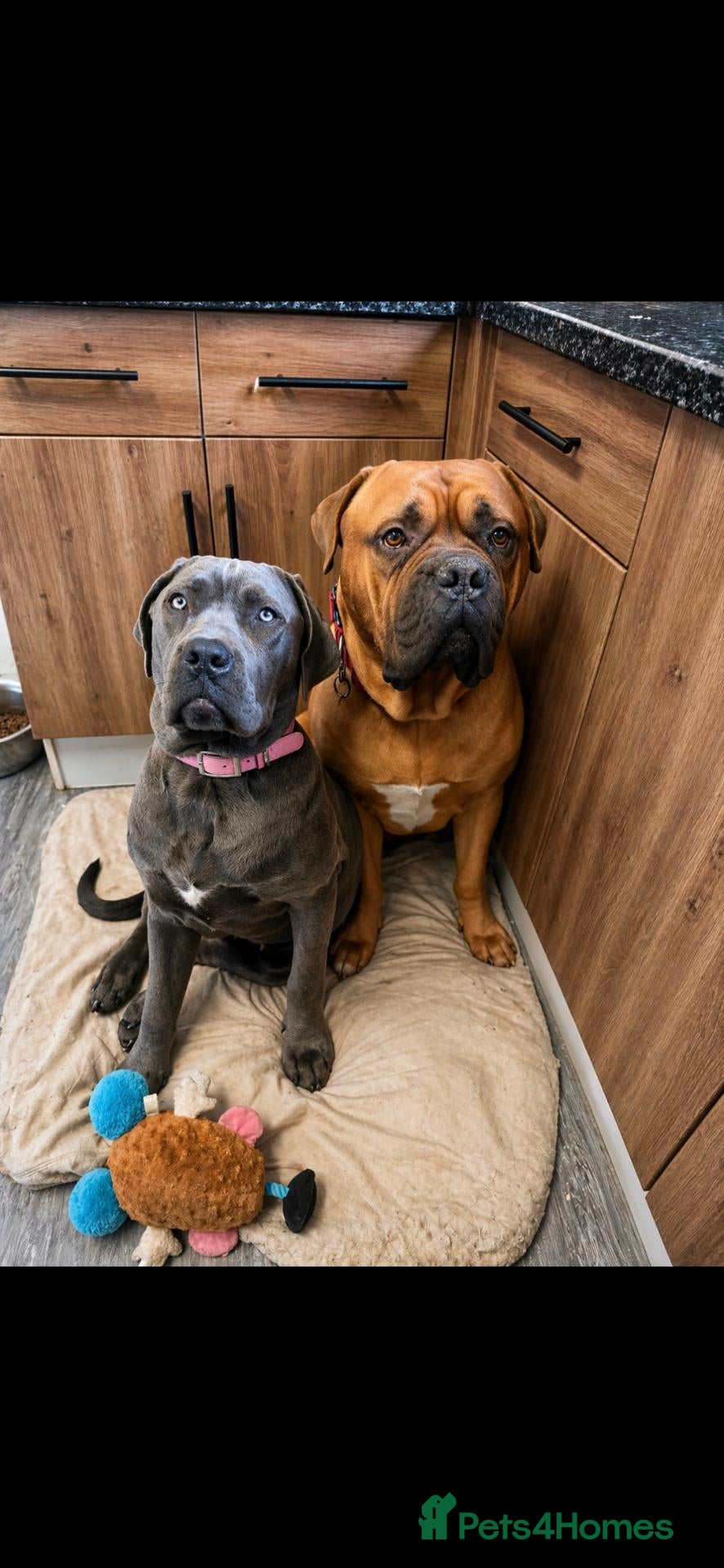 Mixed Breed dogs Cane Corso x Dogue de Bordeaux puppies 🐶  - Advert 1