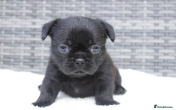 Mixed Breed dogs for sale: French bulldog X imperial shih tzu  - Image 26