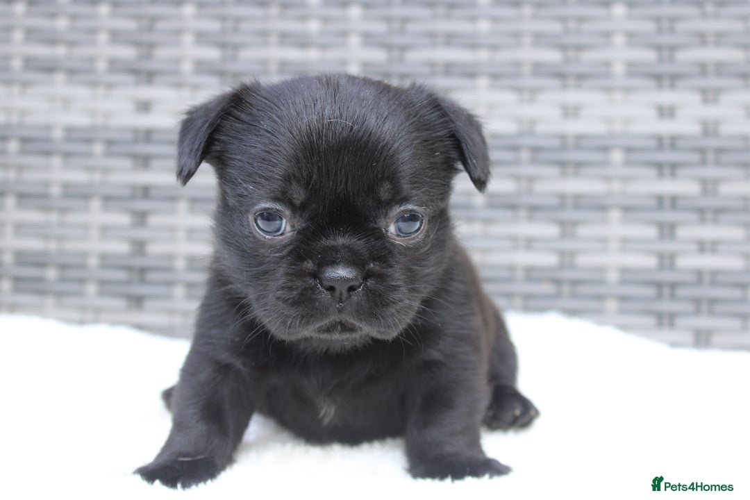 Mixed Breed dogs for sale: French bulldog X imperial shih tzu  - Image 26
