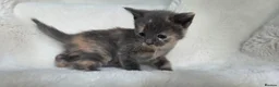 British Shorthair cats for sale: MIXED British Shorthair - Advert 13
