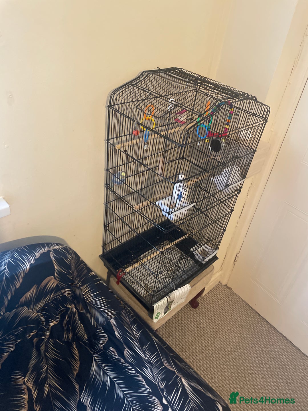 Budgerigars birds for sale: Lonely beautiful budgies (Sold together) - Advert 15