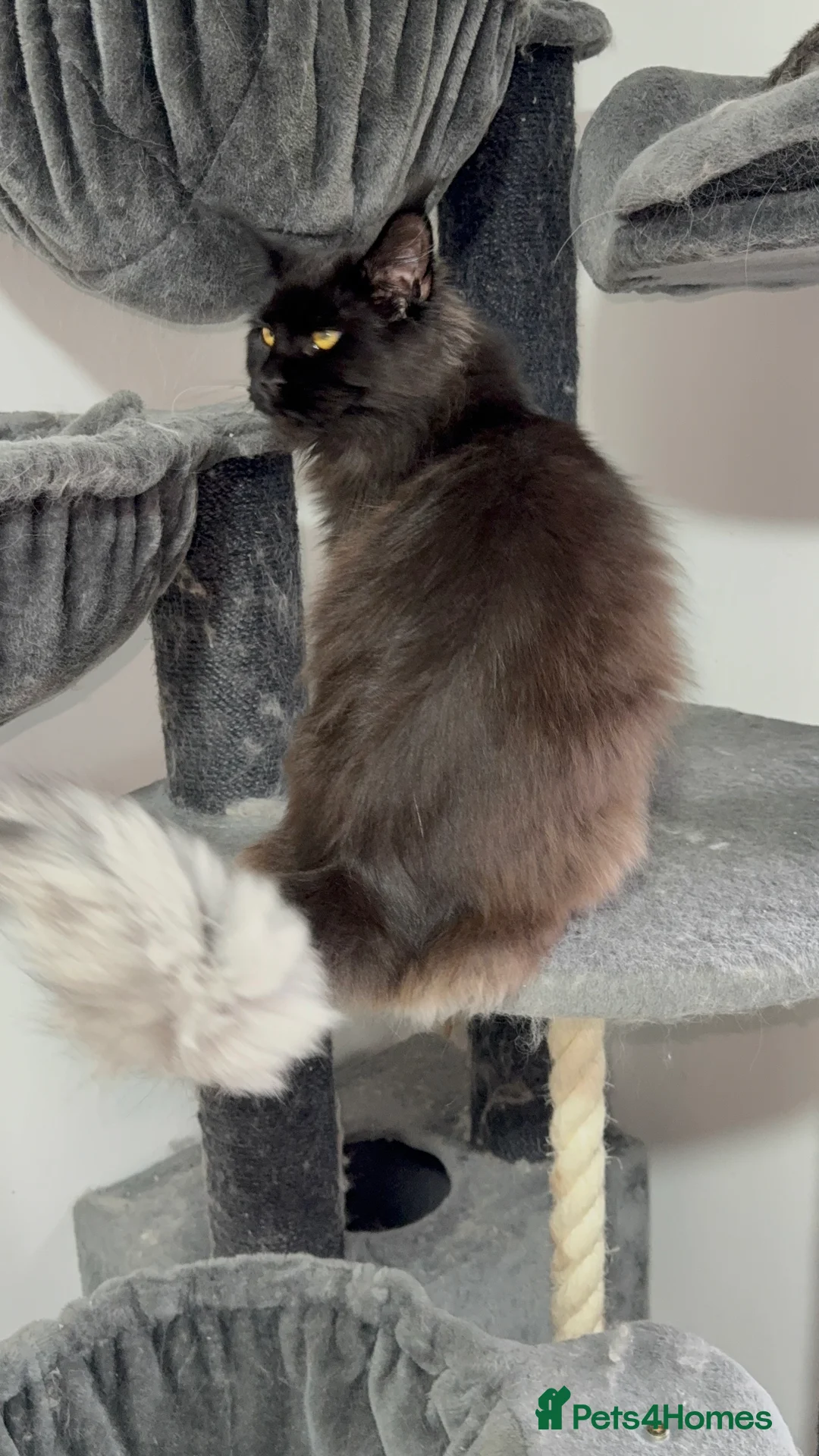 Maine Coon cats for sale: Tica registered black smoke female! - Advert 7