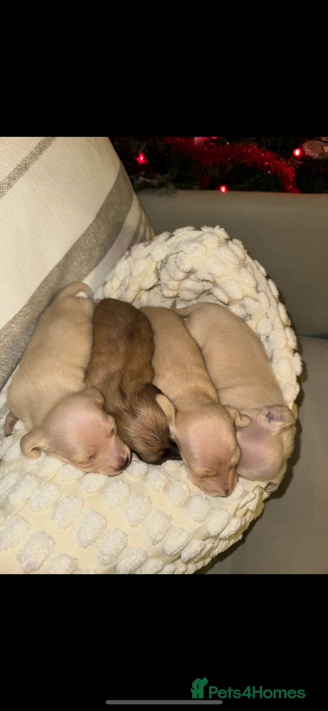 Miniature Dachshund dogs for sale: Cream miniature dachshunds-Petal’s Perfect Puppies - Advert 13