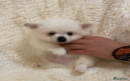 Pomeranian dogs for sale: Pomeranian puppets for sale - Image 1