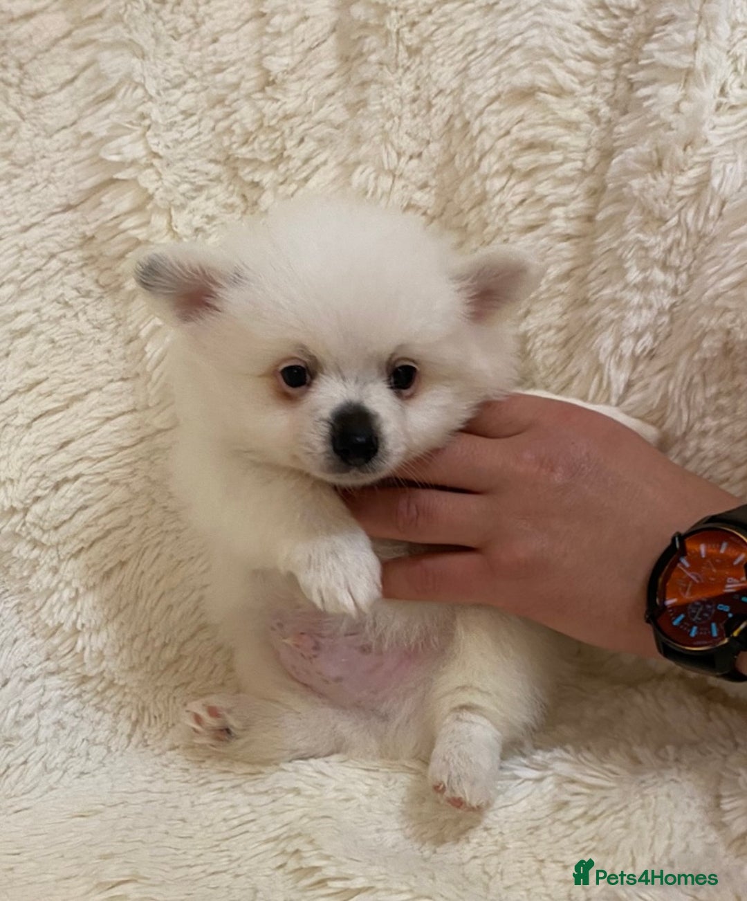 Pomeranian dogs for sale: Pomeranian puppets for sale - Image 1