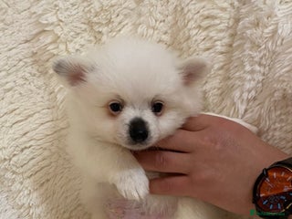 Pomeranian dogs for sale - Advert 1