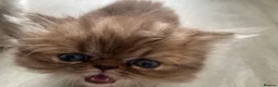 Persian cats for sale: Beautiful PURE Persian Kittens 5 Available  🐾❤️ - Advert 15