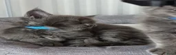 Maine Coon cats for sale: UNIQUE ACTIVE MAINCOON BABBIES😍 - Advert 8