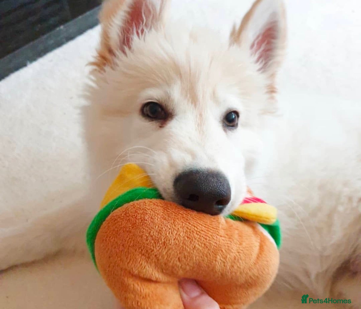 German Shepherd dogs for sale: Stunning White KC Long Haired GSD pups ready 18/12 - Advert 2