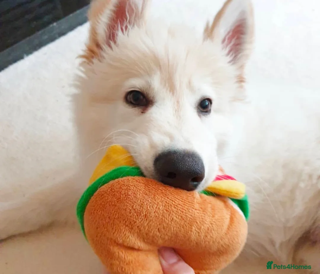 German Shepherd dogs for sale: Stunning White KC Long Haired GSD pups ready 18/12 - Advert 2
