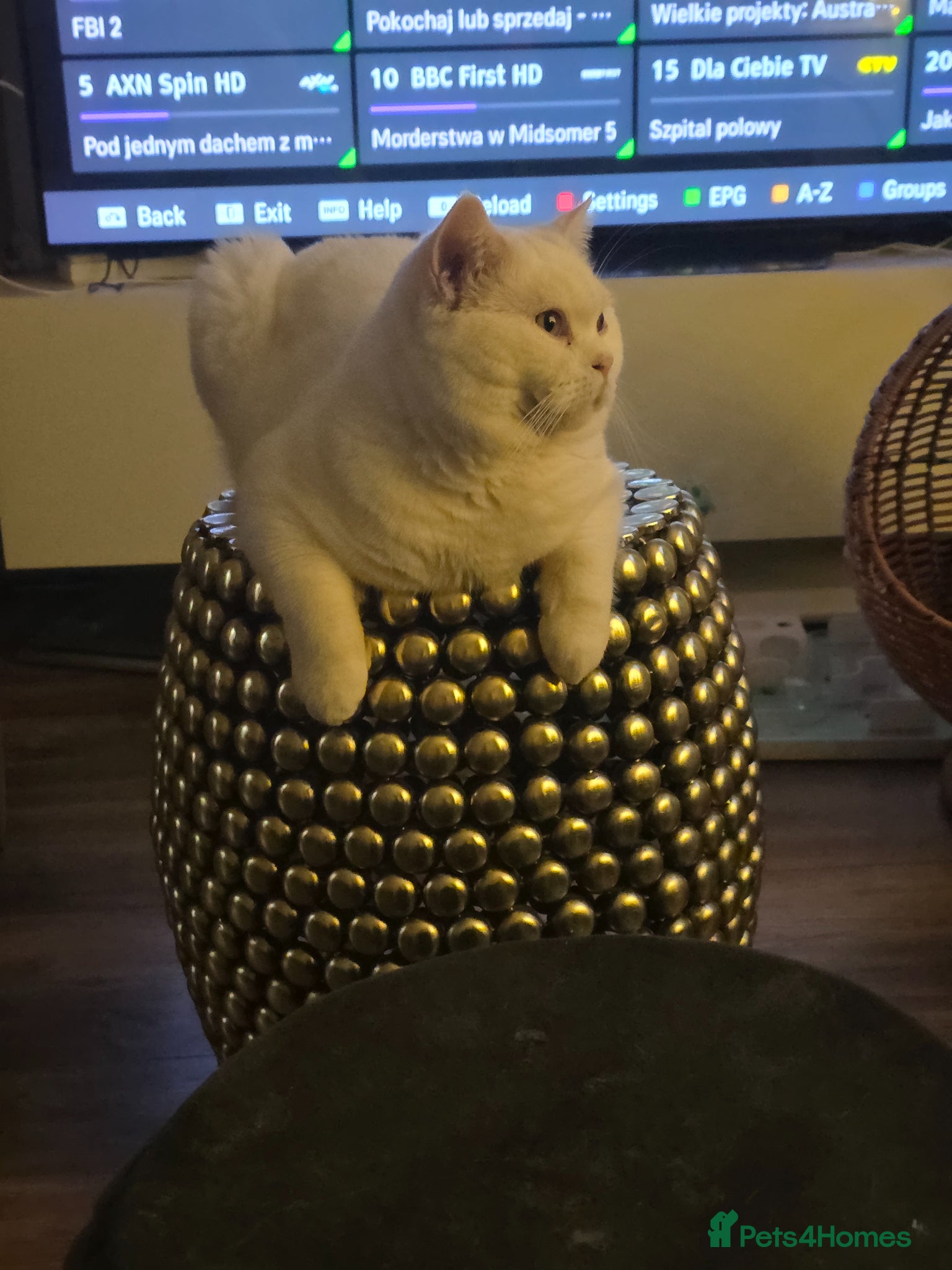 British Shorthair cats BSH White Boy GCCF registered – proven stud   - Advert 13