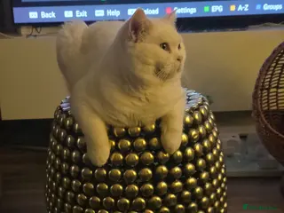 British Shorthair cats BSH White Boy GCCF registered โ proven stud - Advert 13