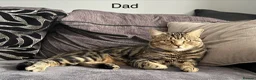 Mixed Breed cats for sale: Beautiful kittens for sale  - Advert 4